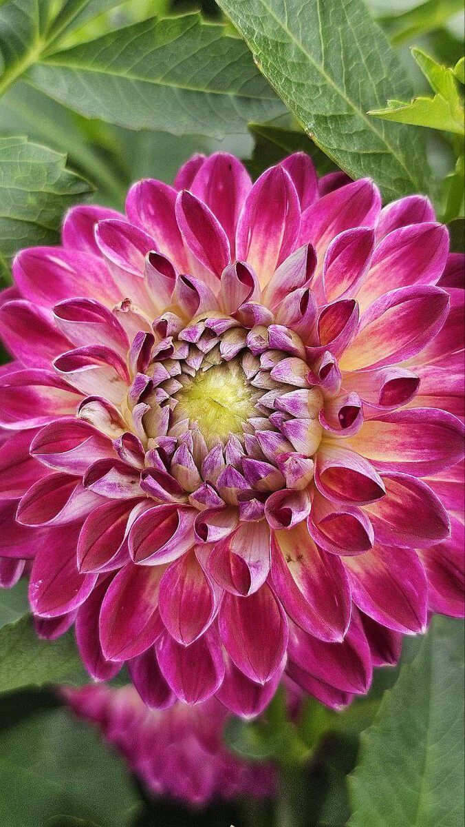    Источник фото: телеграм-канал "Ботсад Владивостока"