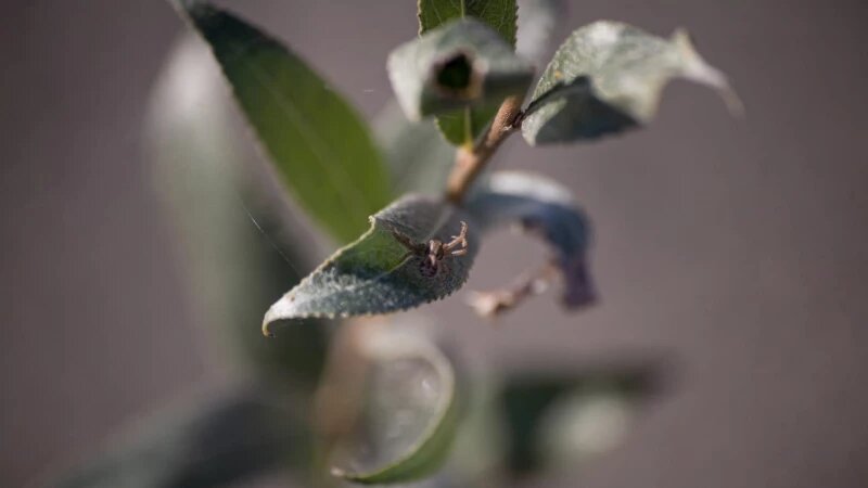     Паук обживается на новом месте. vk.com/inalley