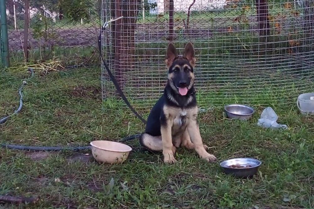    Джесси, собака супругов. Фото из личного архива героев публикации