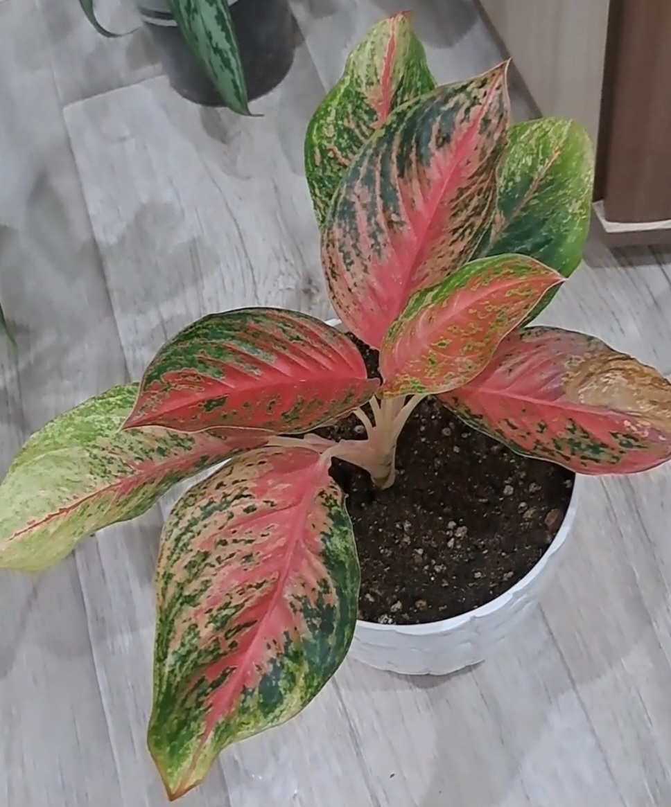 Вот так она выросла до того момента, когда начала скидывать листья, здесь кстати видно справо завядший лист