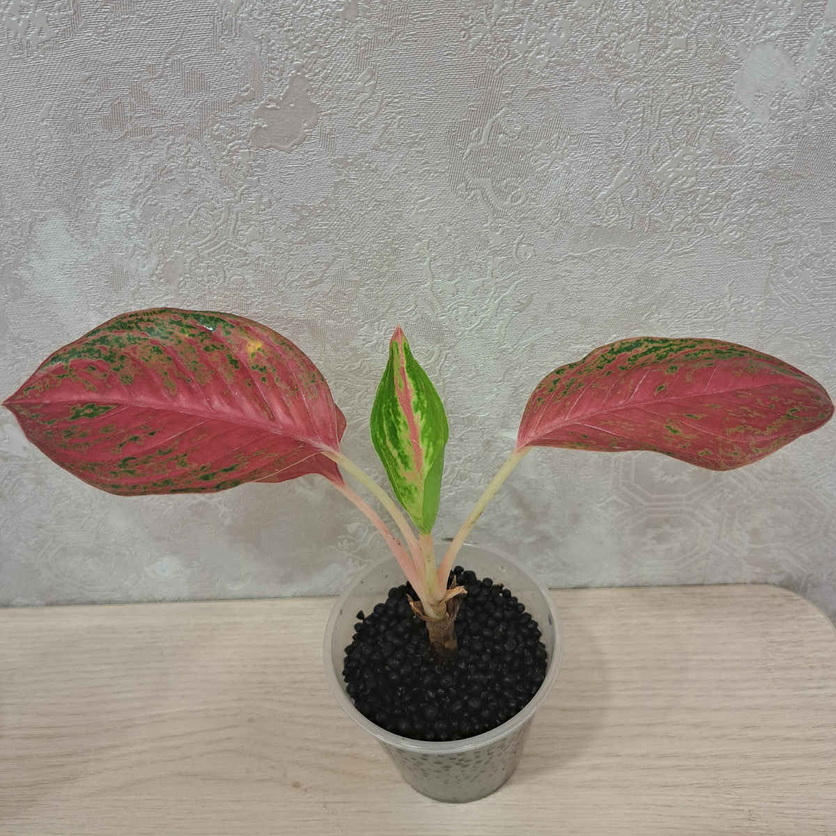 Вот мой новый листик