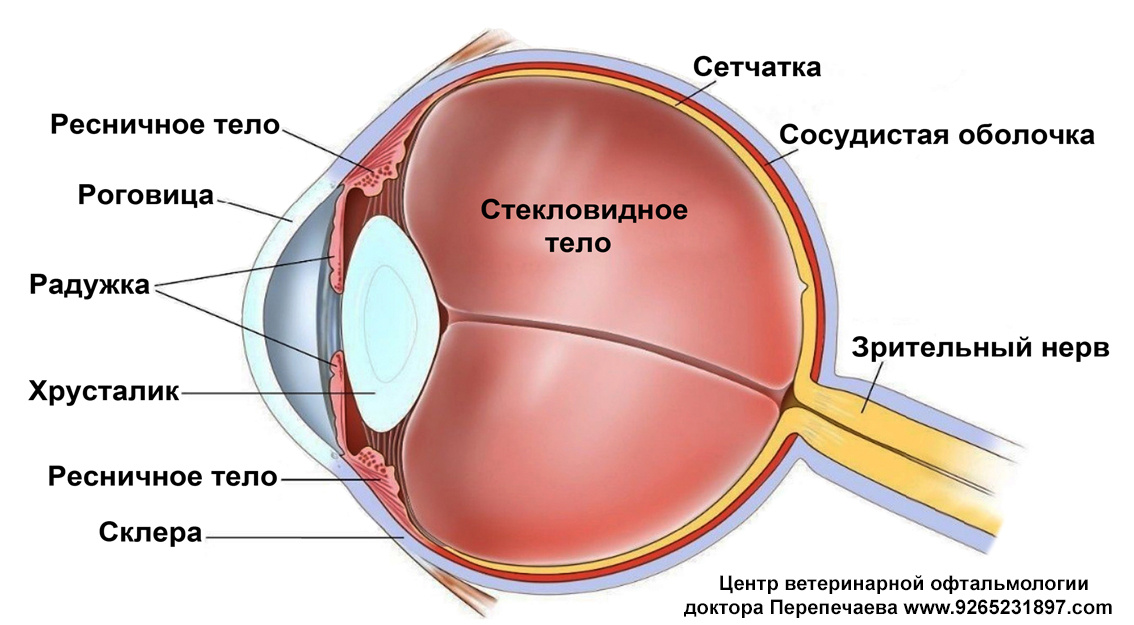Рисунок 1. Анатомия глазного яблока и сосудистой оболочки.