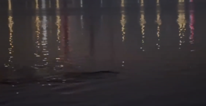    Скриншот видео