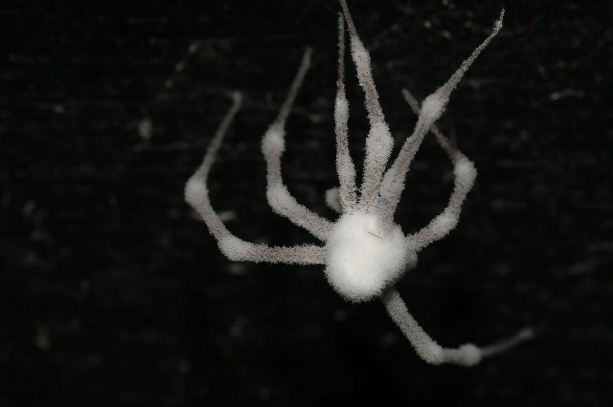 Новый гриб-паразит открыт в Ирландии: создает армию зомби-пауков
Учёные нашли уникальный гриб, превращающий пауков в живых мертвецов. Гибеллула аттенбороуи, обнаруженный в ирландской пещере, полностью контролирует мозг жертвы, заставляя паука искать удобное место для размножения гриба. Такой механизм может иметь последствия и для людей. Угрожает ли он человеку? 