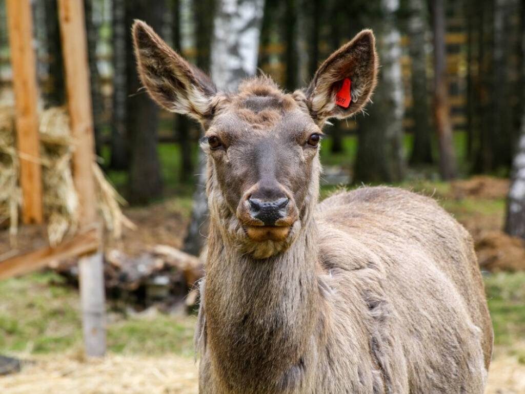 Хроническое увядание оленей: угроза наступления "зомби-эпидемии"?
Человечеству знакомо понятие "прионные болезни", наиболее известными представителями которых являются коровье бешенство и болезнь Крейтцфельдта-Якоба. Новое исследование показало, что источником следующей эпидемии может стать хроническая изнуряющая болезнь (CID), поражающая оленей и ланей.

Главной особенностью CID является отсутствие симптомов на ранних стадиях, что позволяет больным животным спокойно существовать в среде обитания, распространяя инфекцию. Основной путь передачи инфекции — поедание мышечной ткани зараженных особей.

Первоначально CID считалась безопасной для человека, однако недавние лабораторные эксперименты на обезьянах показали высокую вероятность заражения людей. Полученные результаты требуют незамедлительных мер для ограничения распространения инфекции.

Учёные предупреждают: любое пренебрежение правилами обработки мяса и недостаточные санитарно-эпидемиологические нормы могут спровоцировать неконтролируемое распространение инфекции среди людей. Учитывая глобальные миграционные процессы и активную торговлю продуктами животноводства, пандемия CID может принять масштабы, сравнимые с COVID-19 или СПИДом.

В настоящий момент основной задачей научного сообщества является оценка степени риска и разработка действенных мер профилактики, включающих обязательную проверку туш убитых животных и разработку специальных рекомендаций для охотников и фермеров.

Продолжающаяся экспансия CID уже охватывает значительную территорию Северной Америки, и, учитывая возрастающее давление человека на природные ареалы обитания животных, дальнейшее распространение болезни представляется неизбежным.



