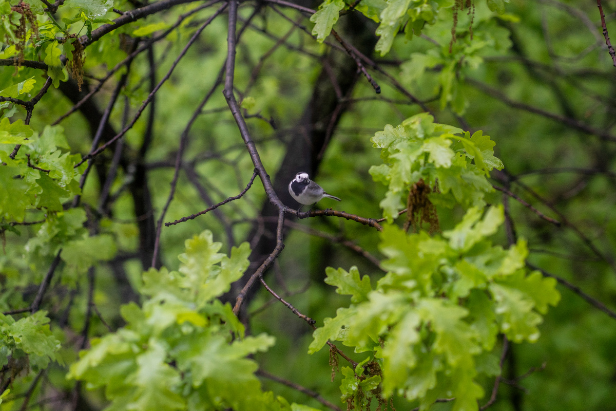Нежданная гостья у балкона