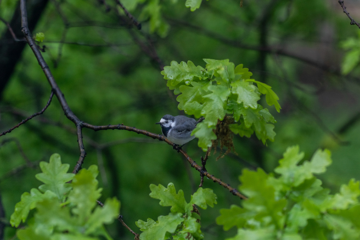 Елизавета подглядывает в окошко