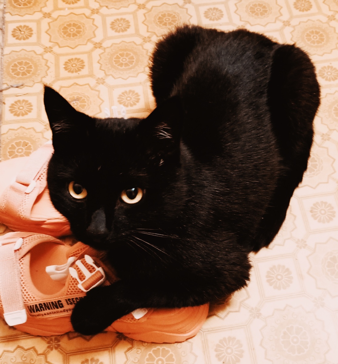 Вот коты, например, о таком даже не думают. 