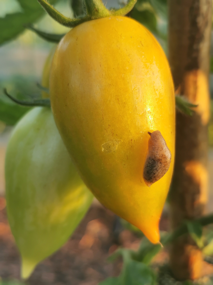 Это я его сдвинула, а так он грыз именно это место 