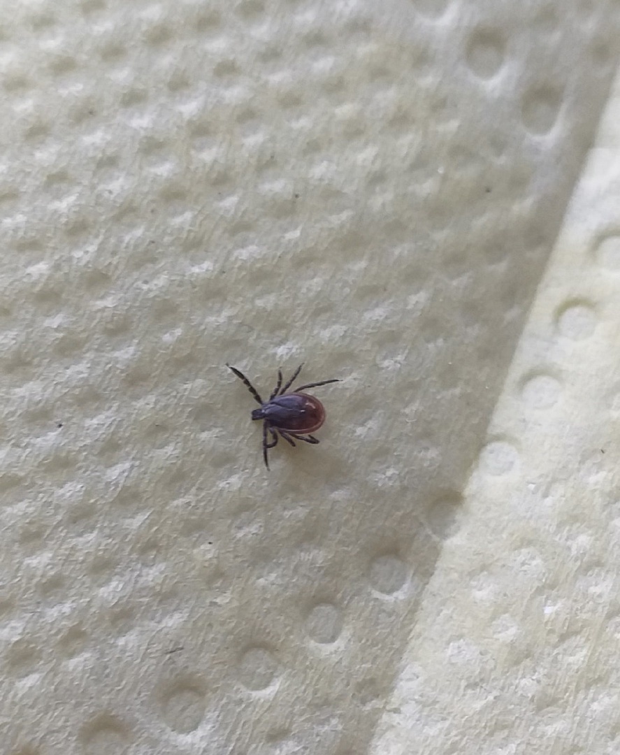    Клещи. Фото из паблика "Подслушано в Медвежьегорске"