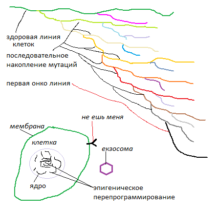 Онкогенезис