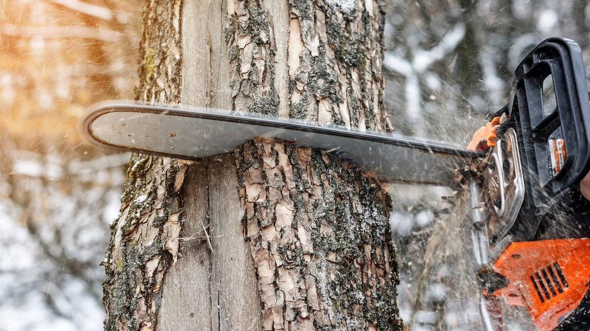 Когда можно спилить дерево без разрешения