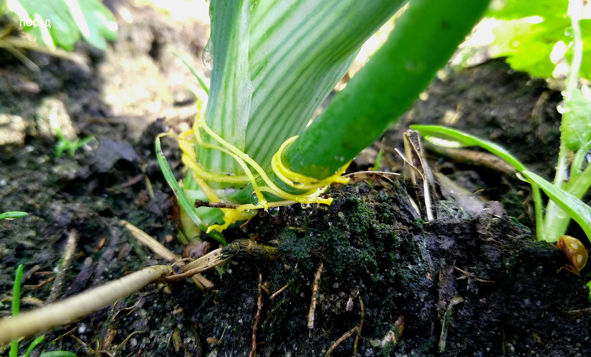 Жёлтенькое на луке - повилика. Её семена разносят птицы с помётом.