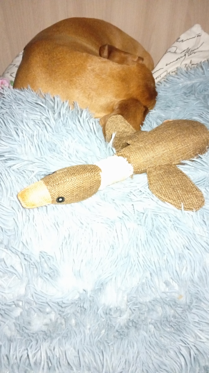 Охотничья собака. Фото со вспышкой потому , что темно в комнате.