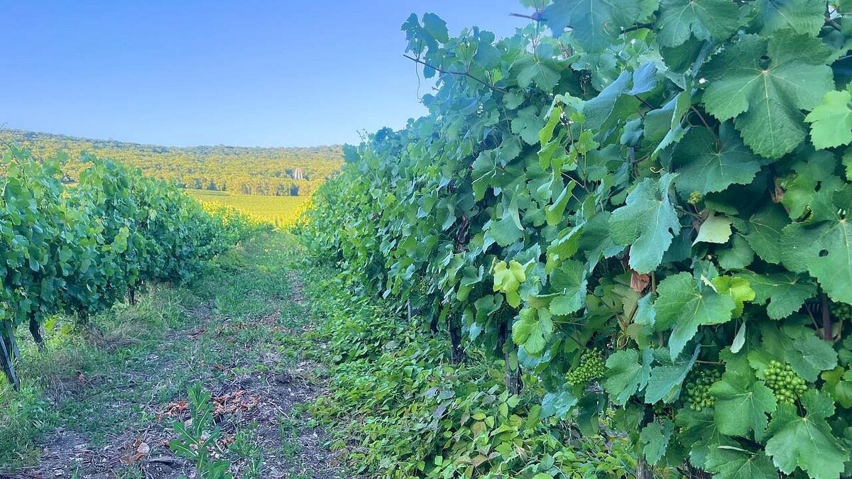    Фото: телеканал «Краснодар»