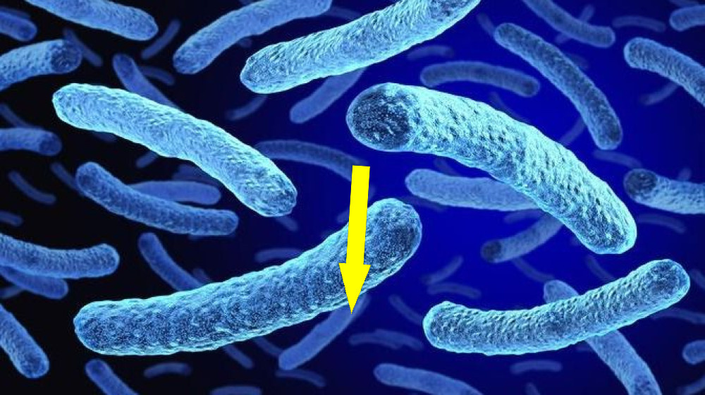    Очередной Эпицентр Бактериальной Катастрофы В Нью-Йорке Испытывает Жизни Тысячи Людей