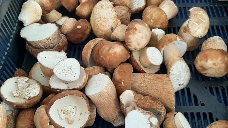     Белые грибы в Барнауле altapress.ru