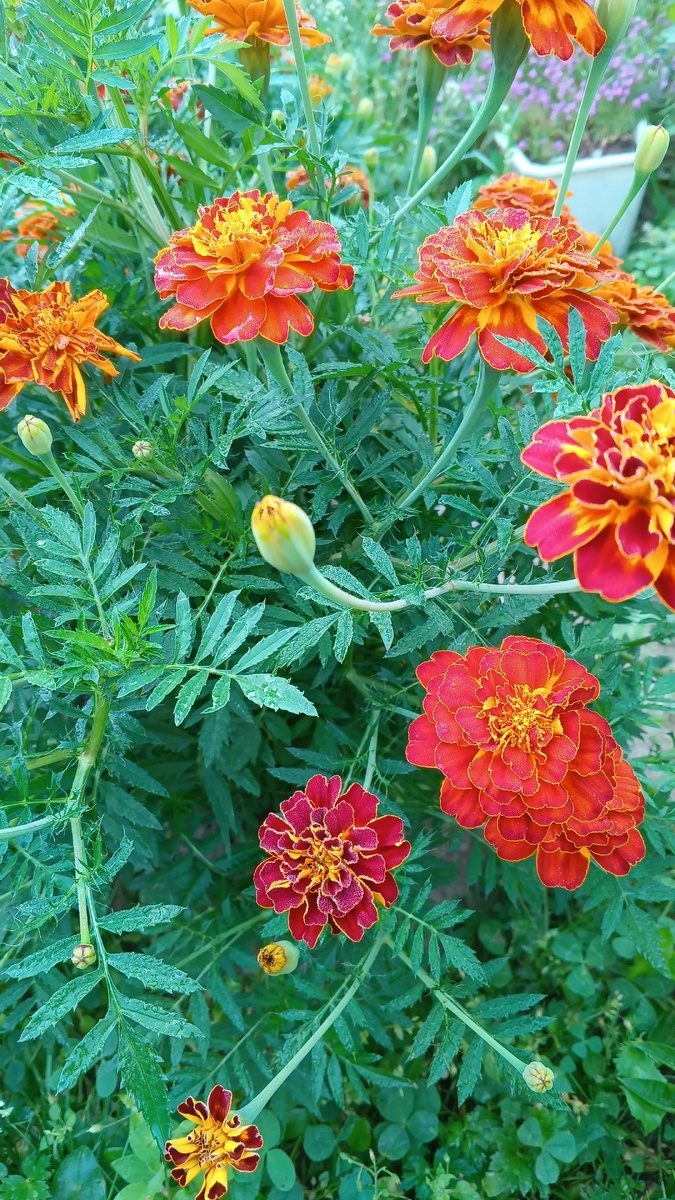 фото автора: цветут бархатцы