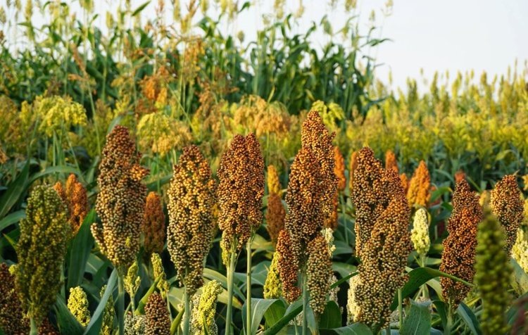    Фото: Jianming Yu/Iowa State University