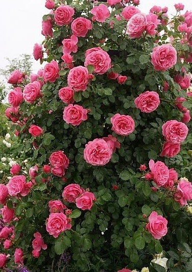 фото взято с яндекс картинки