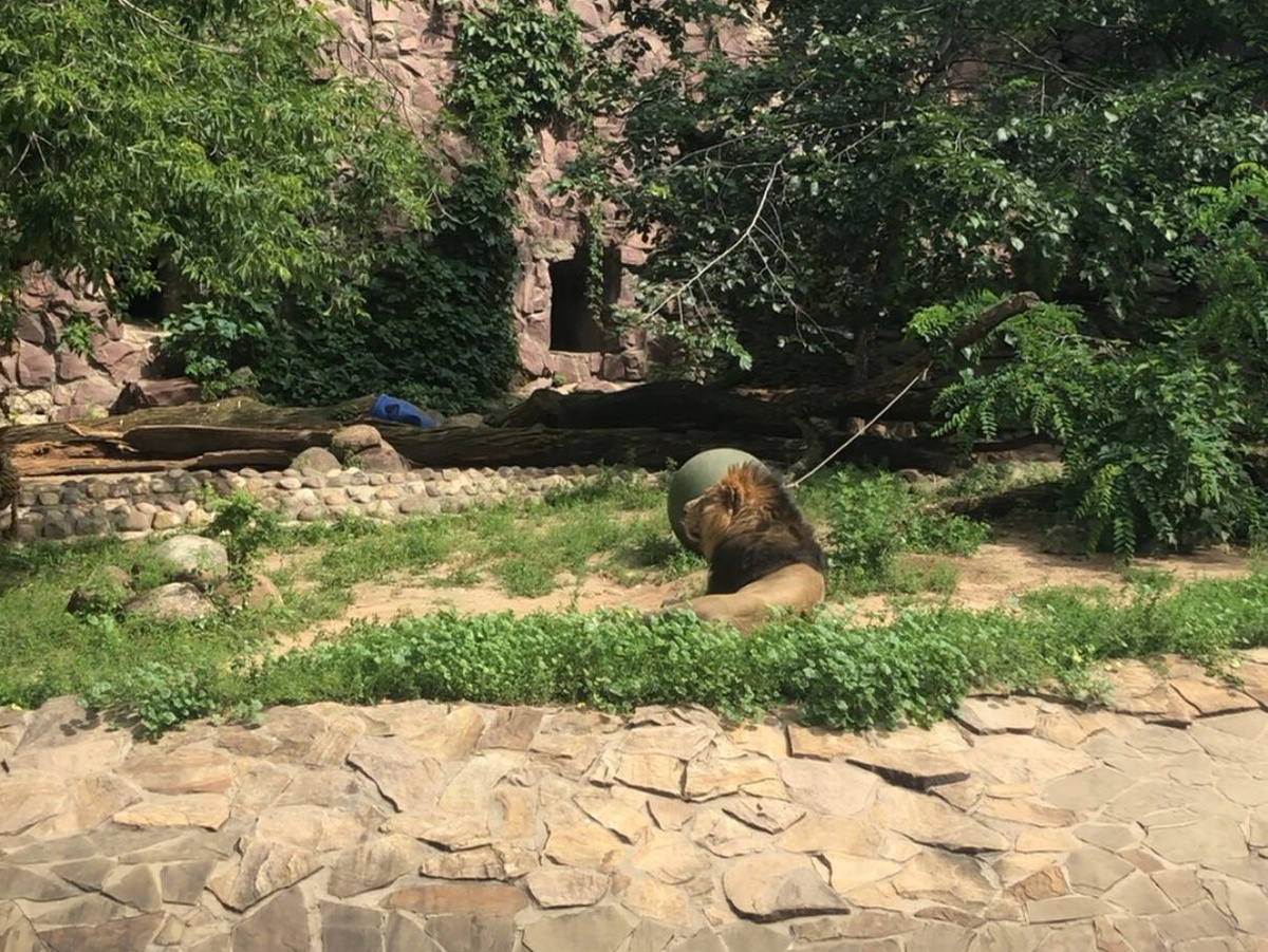 Территория льва в московском зоопарке