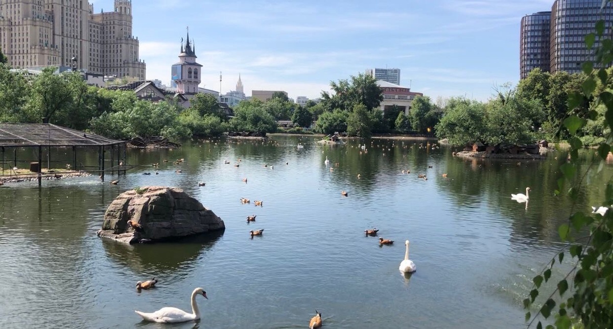 Обширная птичья территория 