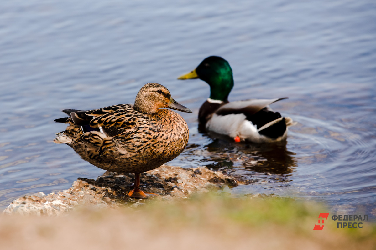 Охотникам необходимо помнить об ограничении в использовании огнестрельного оружия в отношении некоторых животных.  Фото: Евгений Поторочин