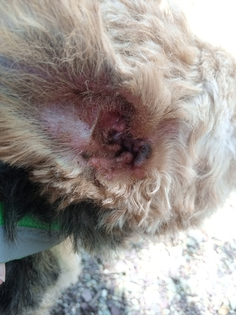 Ушко было все в шерсти ,ничего не видно было. На фото ушко уже без шерсти внутри... Сейчас доктор почистил.