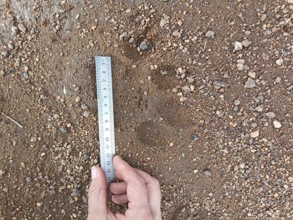    Фото: телеграм-канал Хинганского заповедника