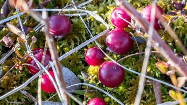    © Sputnik / Илья Тимин