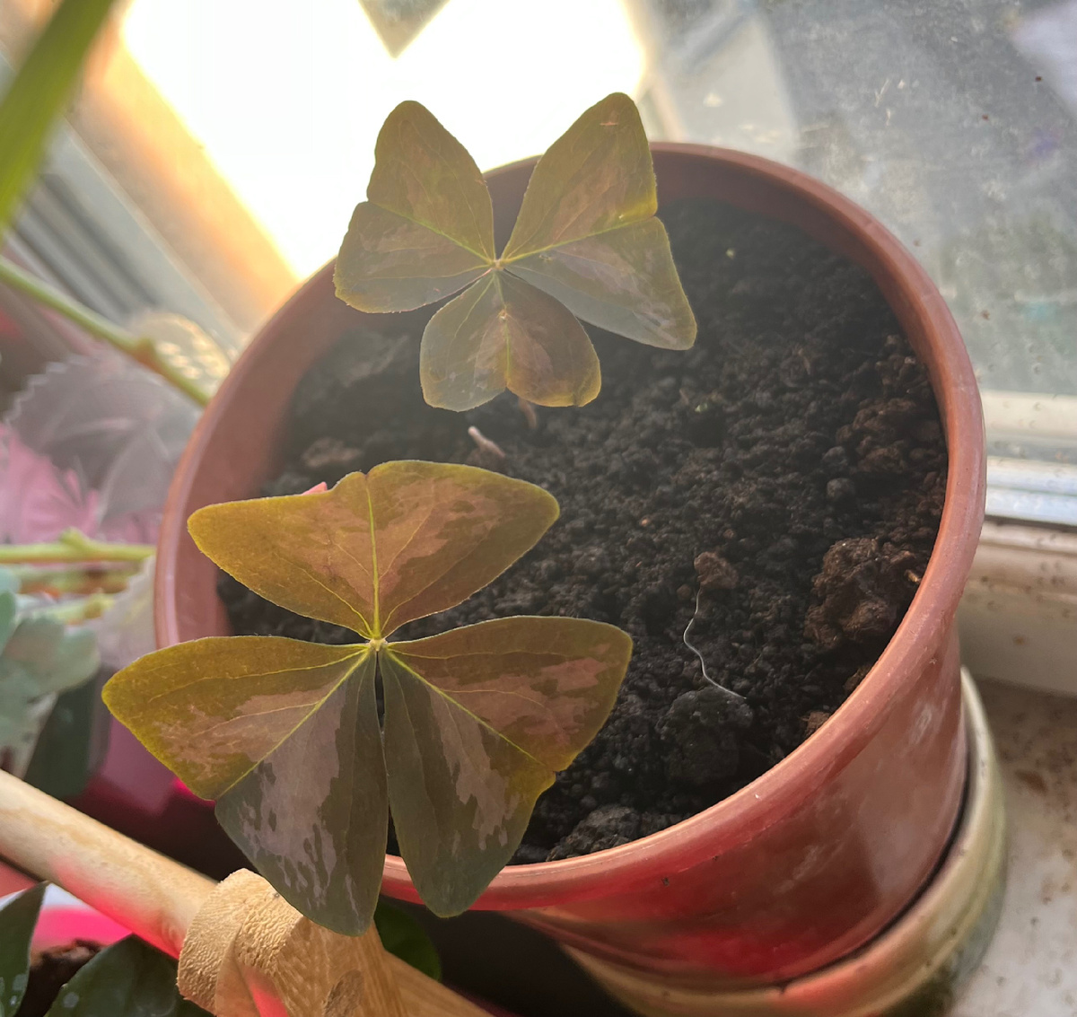 Фото автора. Это зеленая кислица. 