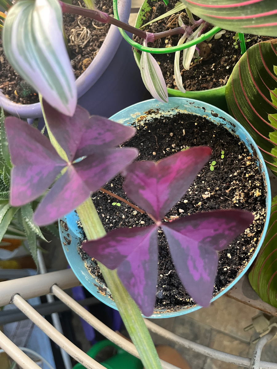 Фото автора. А это фиолетовый оксалис. 