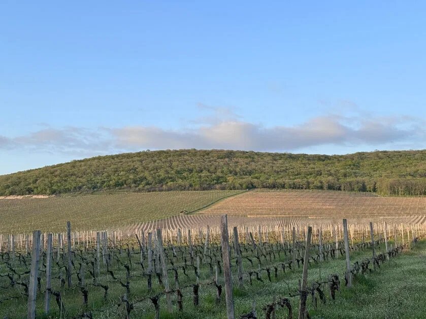    Фото: Екатерина Мухамедова/BFM Кубань