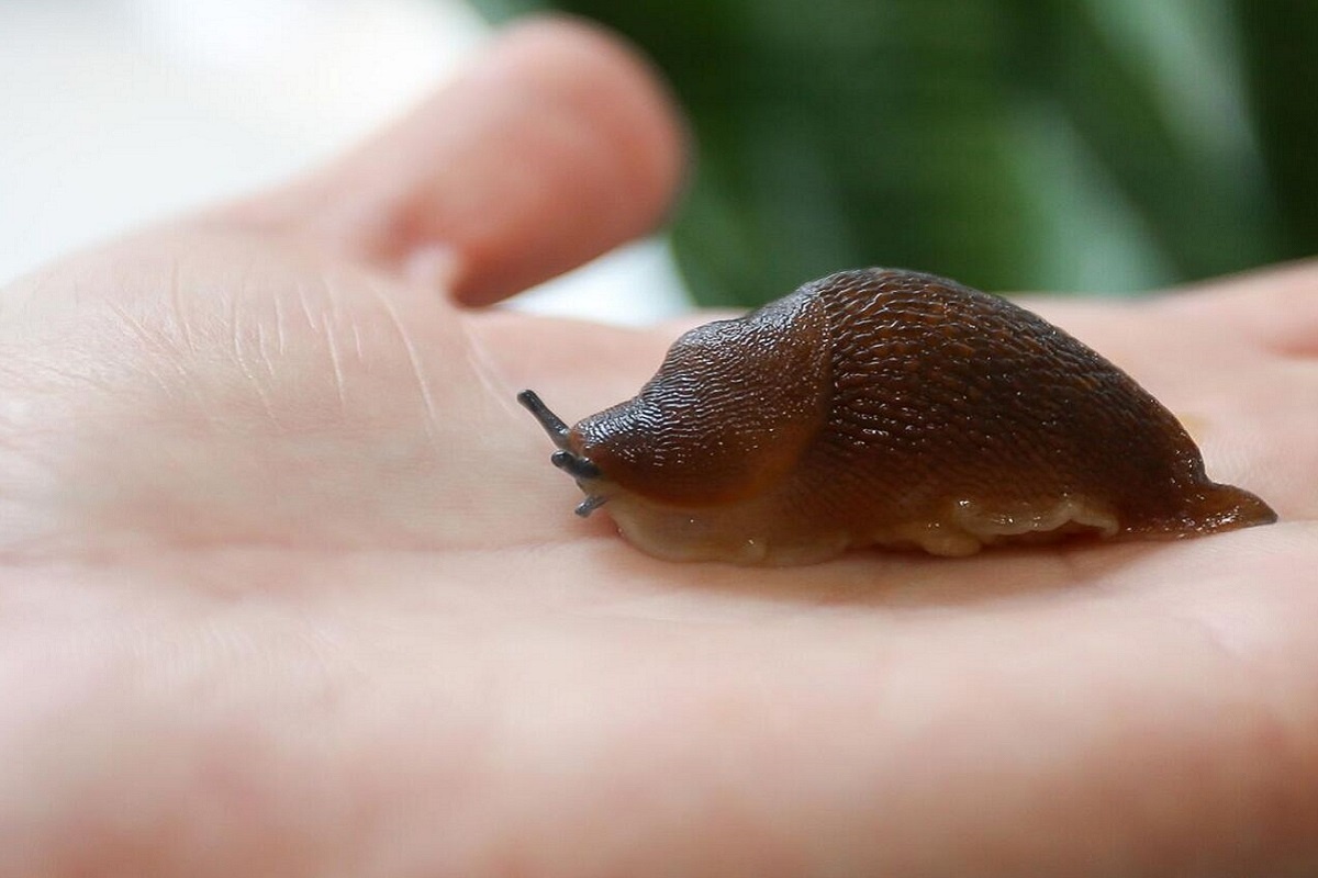    Фото: пресс-служба, источник: Томский государственный университет