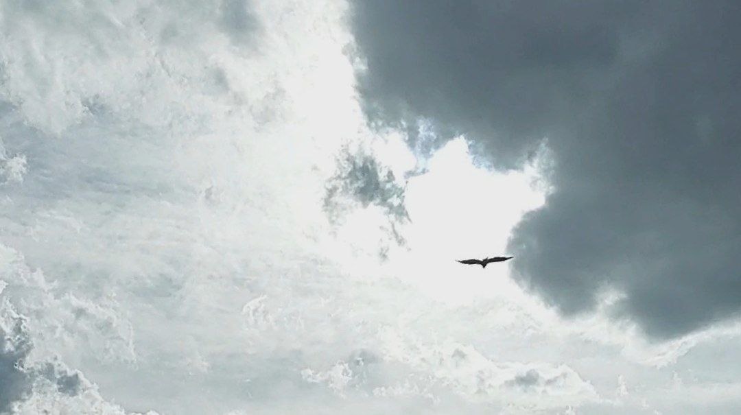 Парящий орел