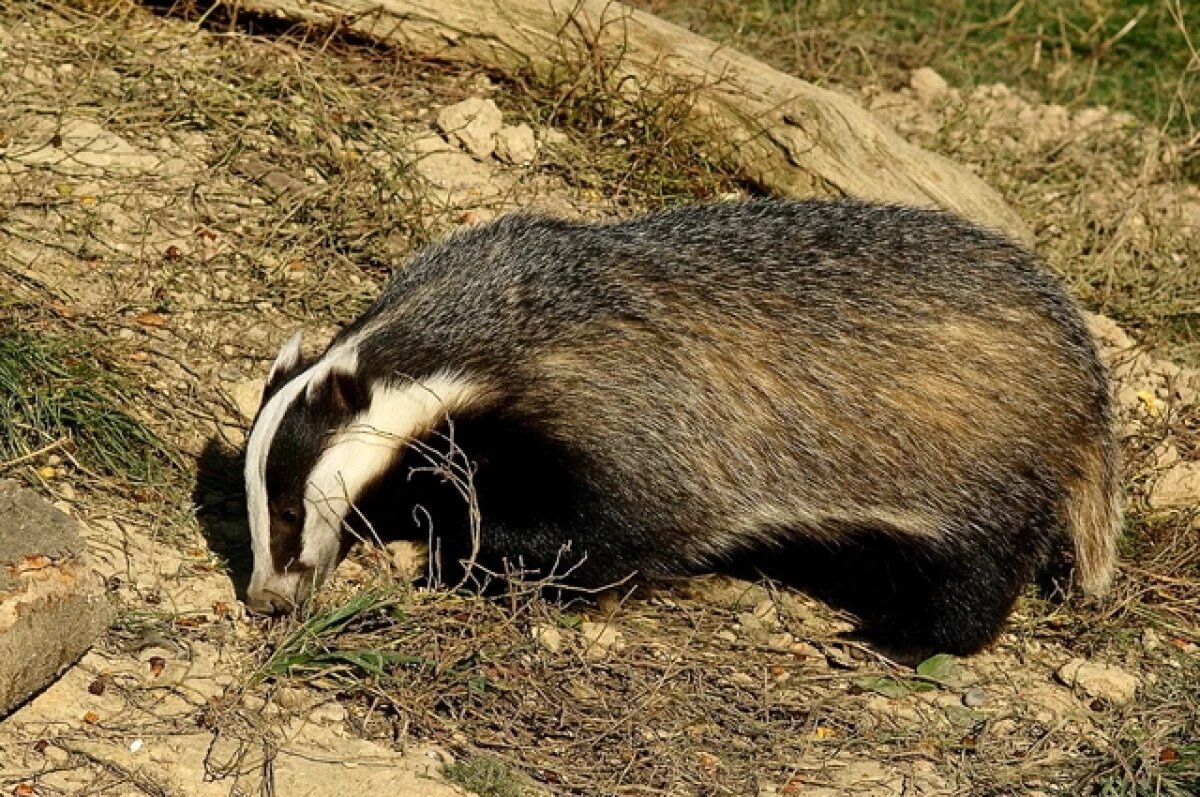    Саратовцев предупредили о выдаче разрешений на добычу барсука