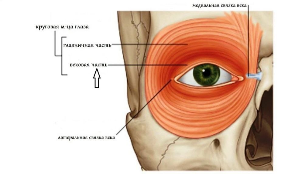 Изображение взято: https://pikabu.ru/story/krugovaya_myishtsa_glaza_12071393