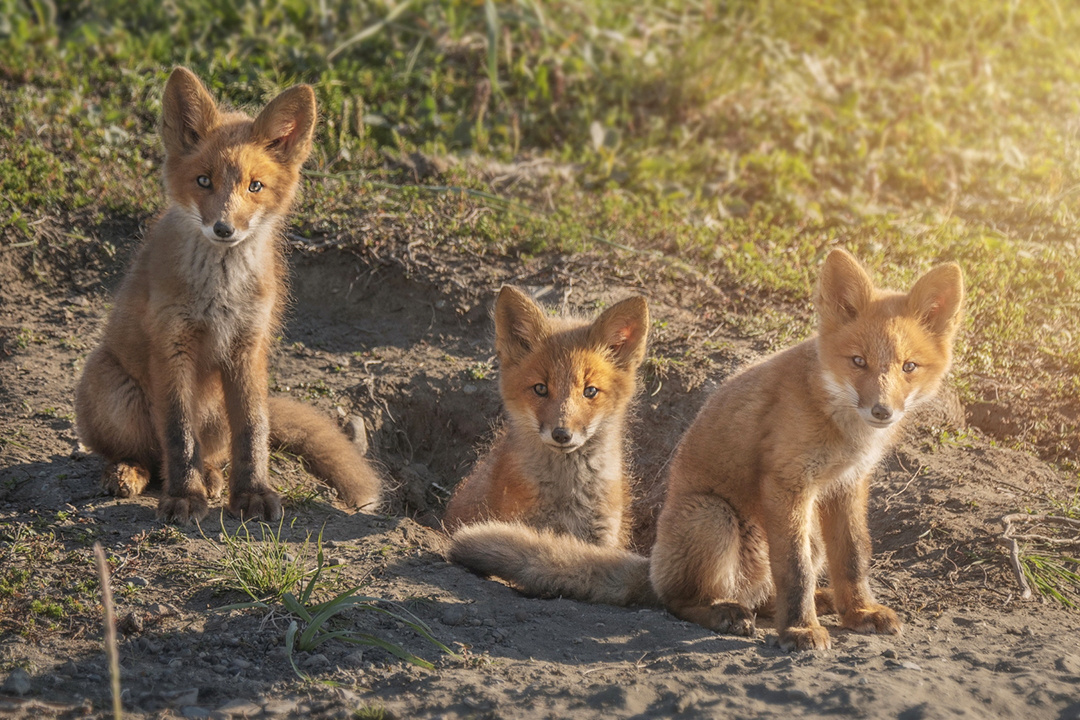    Фото Олега Кугаева