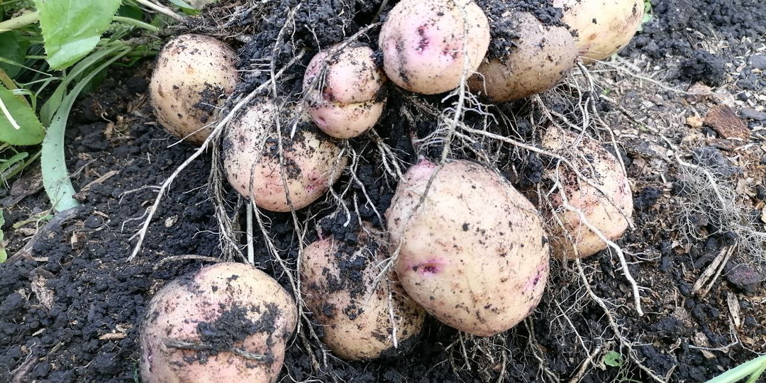Когда копать картошку во всех регионах. Статья из полезных и смешных комментариев