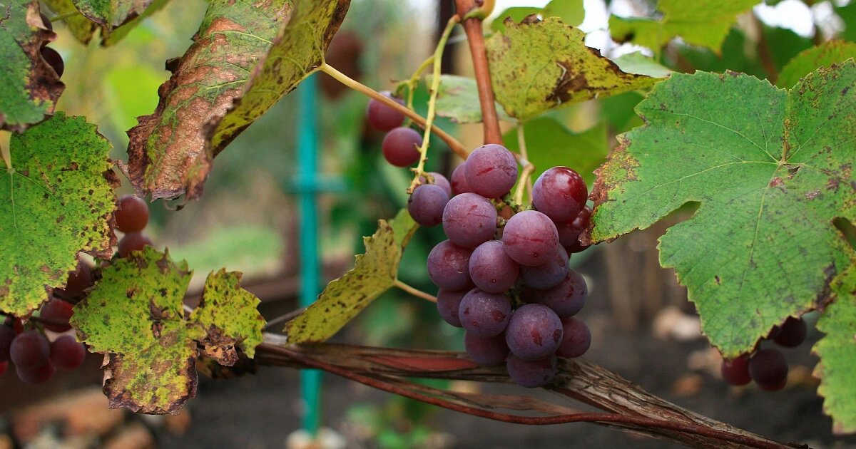 Фото: MAKSIM ZAVIKTORIN / unsplash