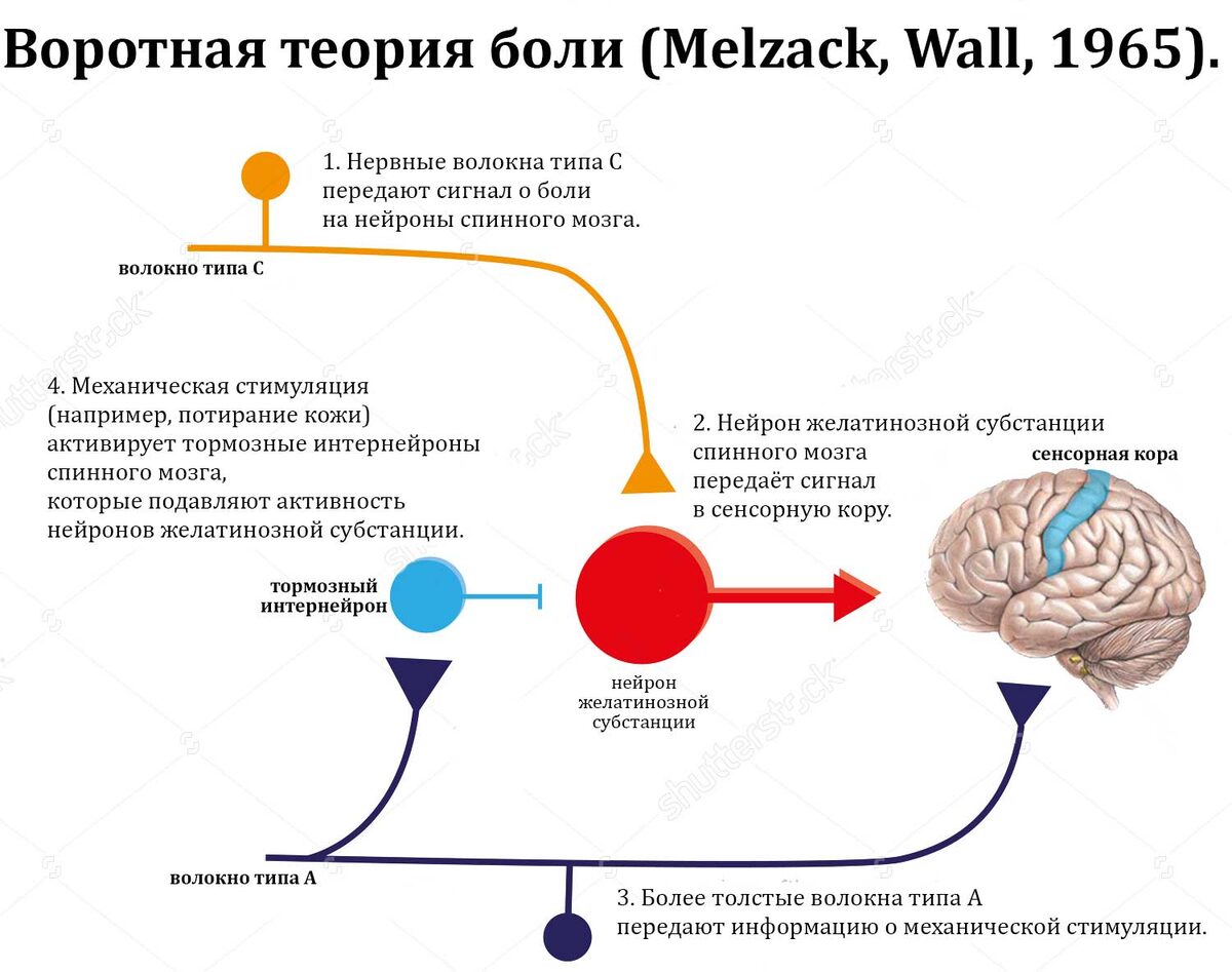 Воротная теория боли