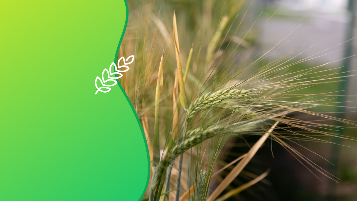 Биопрепарат для сельхозкультур создали биологи УрФУ. Коллаж: медиацентр УрФУ. 