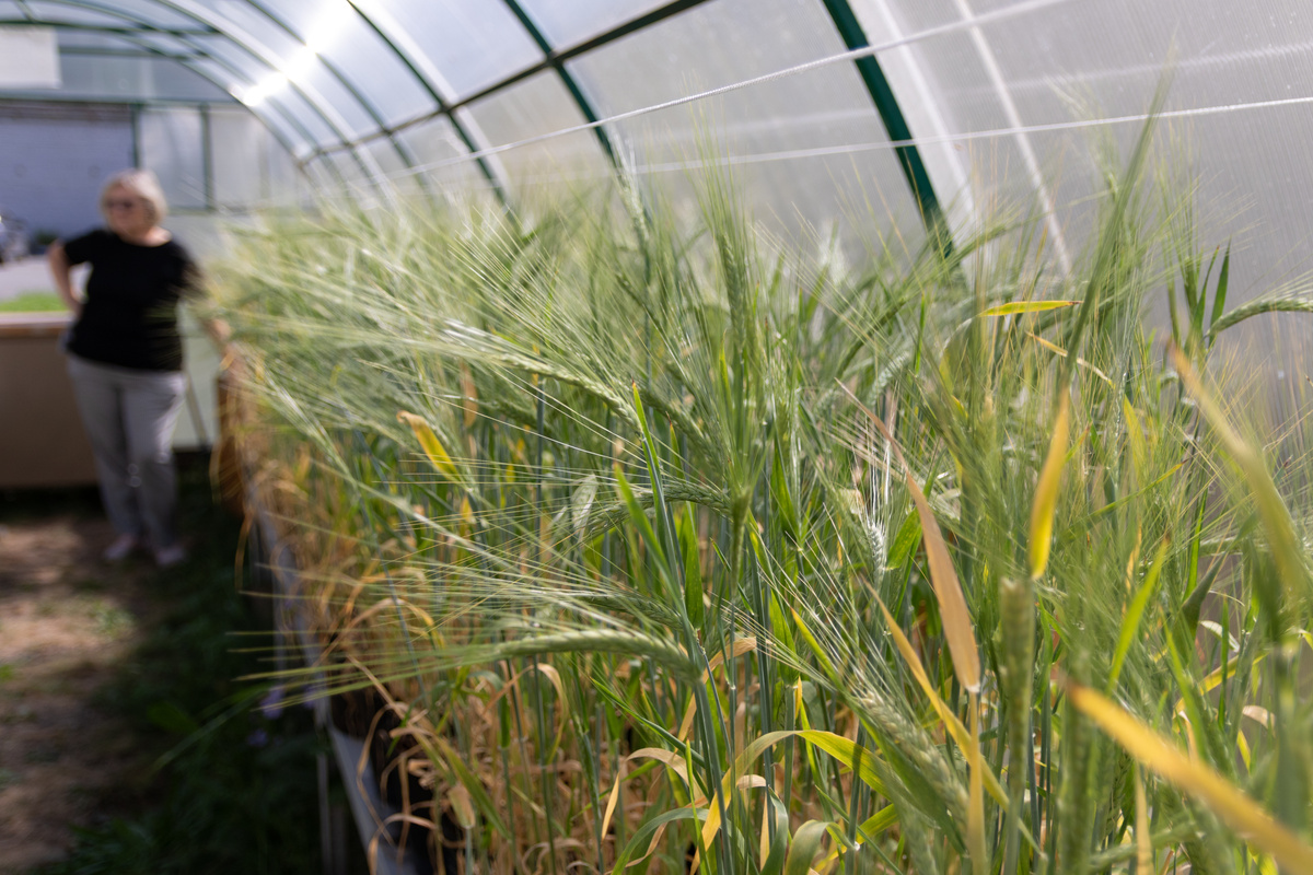 Первые образцы пшеницы с новым препаратом вырастили в теплице в Екатеринбурге. Фото: Владимир Мартьянов / УрФУ.