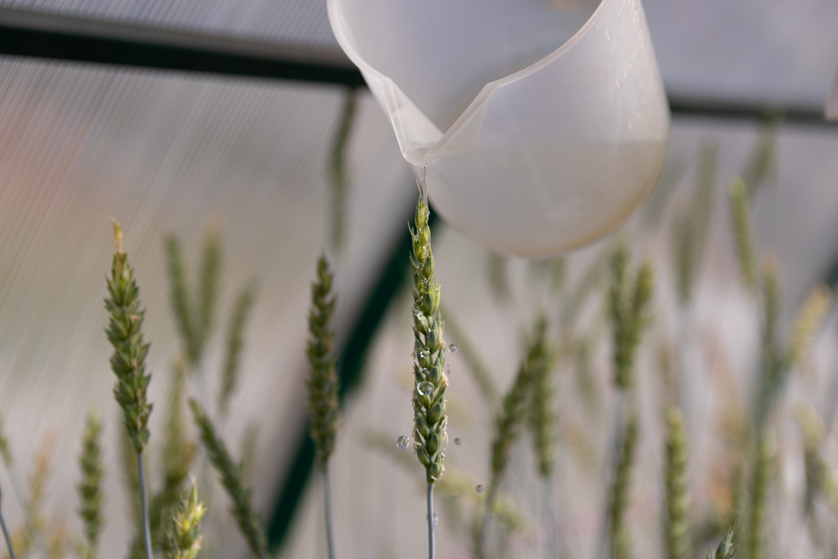 Первые образцы пшеницы с новым препаратом вырастили в теплице в Екатеринбурге. Фото: Владимир Мартьянов / УрФУ.