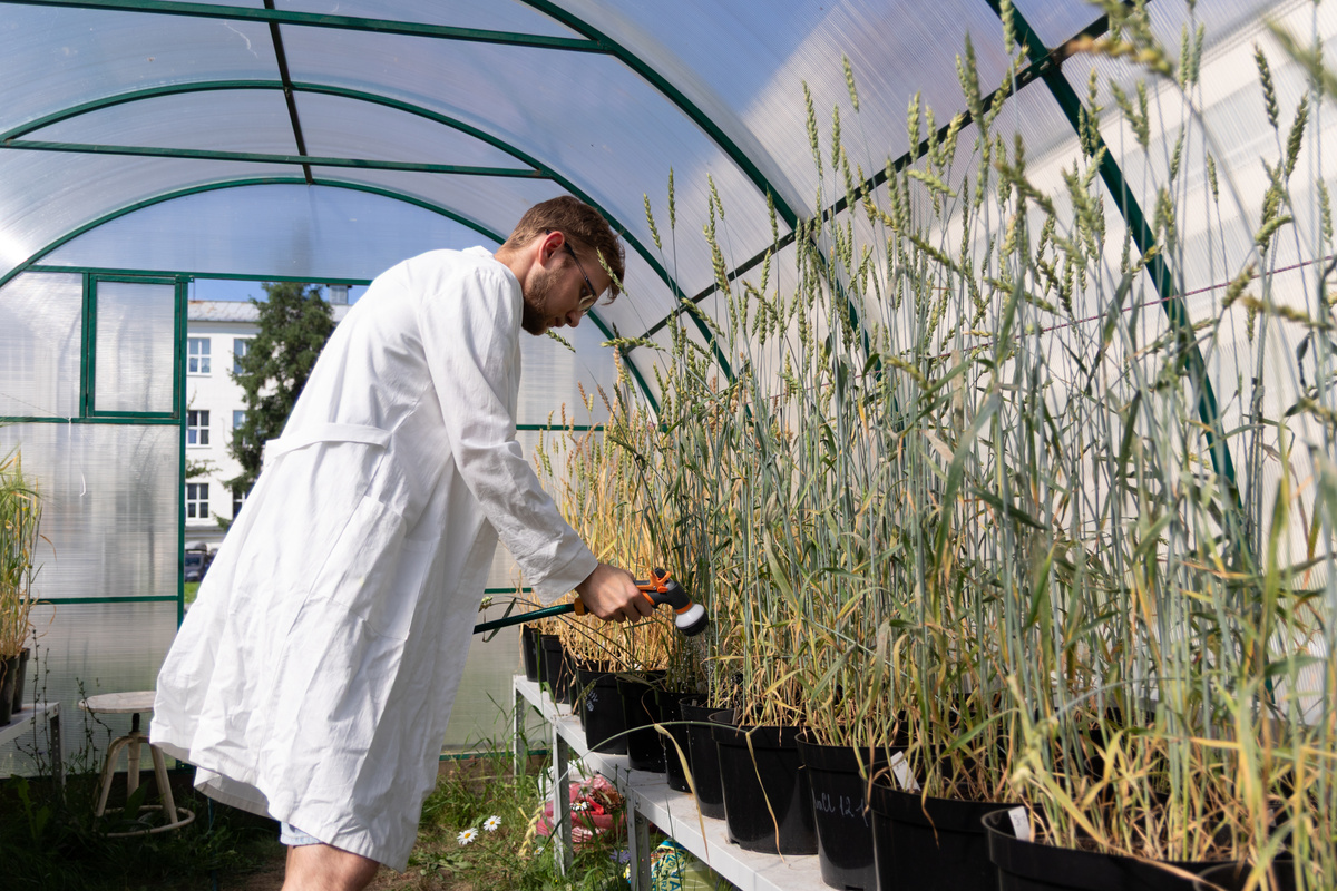 Первые образцы пшеницы с новым препаратом вырастили в теплице в Екатеринбурге. Фото: Владимир Мартьянов / УрФУ.