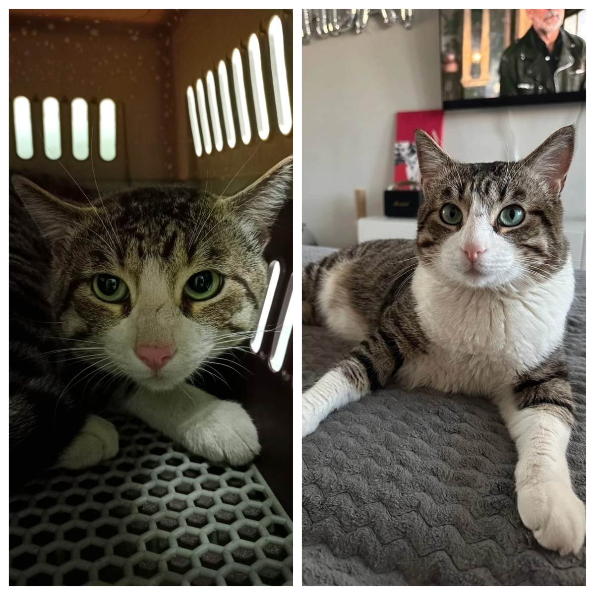 Чудесному Микелону три года, он стал домашним любимчиком 13 января 2025 года.