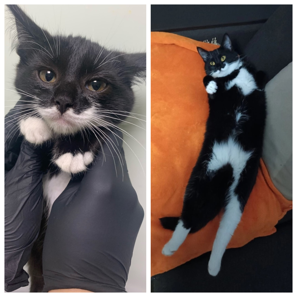 Очаровательная Маслинка стала домашней 12 декабря 2023 года, на тот момент ей было семь месяцев.