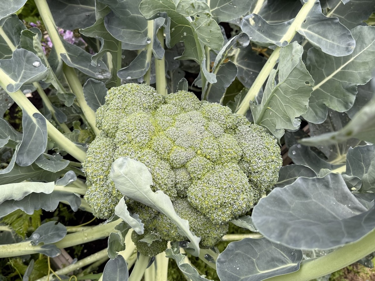 Капуста брокколи. Фото автора канала Дом с кипарисами