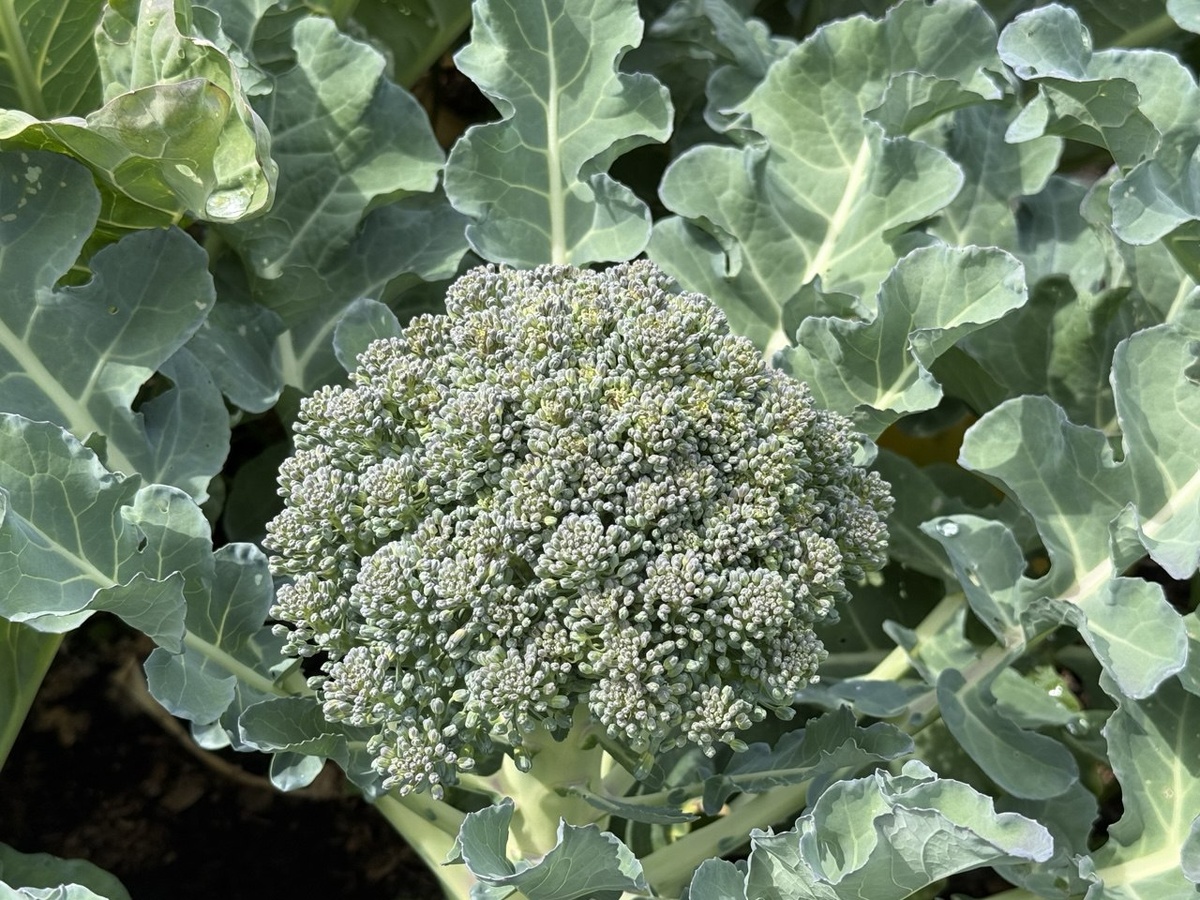 Капуста брокколи — уже почти цветет. Фото автора канала Дом с кипарисами
