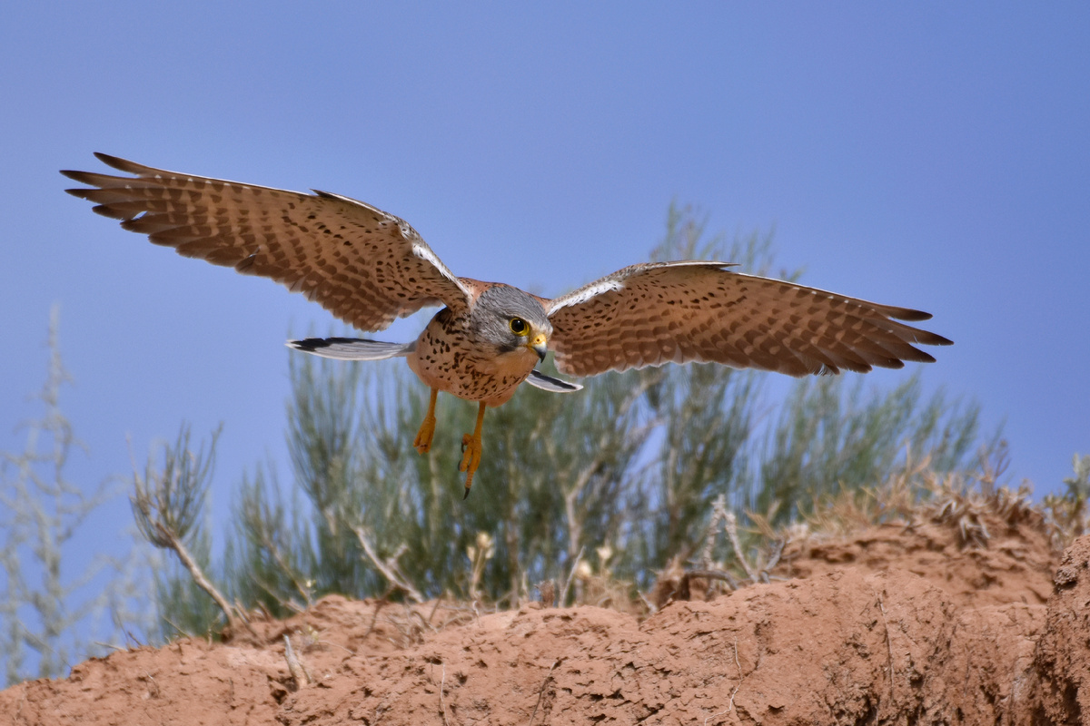 Пустельга в ильменно-бугровом районе. Фото Алены Рыжовой